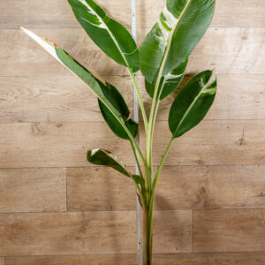 Musa Aeae Kuikawa 002 XXL/WYSIWYG