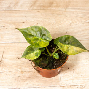 Alocasia Wentii Aurea Sunset 001A WYSIWYG