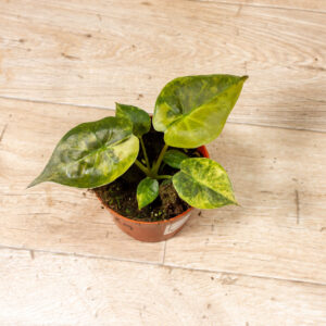 Alocasia Wentii Aurea Sunset 002A WYSIWYG