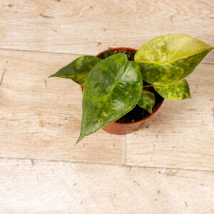 Alocasia Wentii Aurea Sunset 003A WYSIWYG