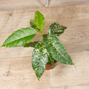 Ficus Snowstorm 002 WYSIWYG