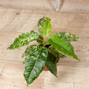 Ficus Snowstorm 003 WYSIWYG