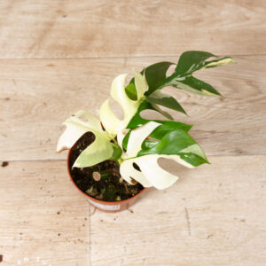 Rhaphidophora tetrasperma variegata 002 WYSIWYG