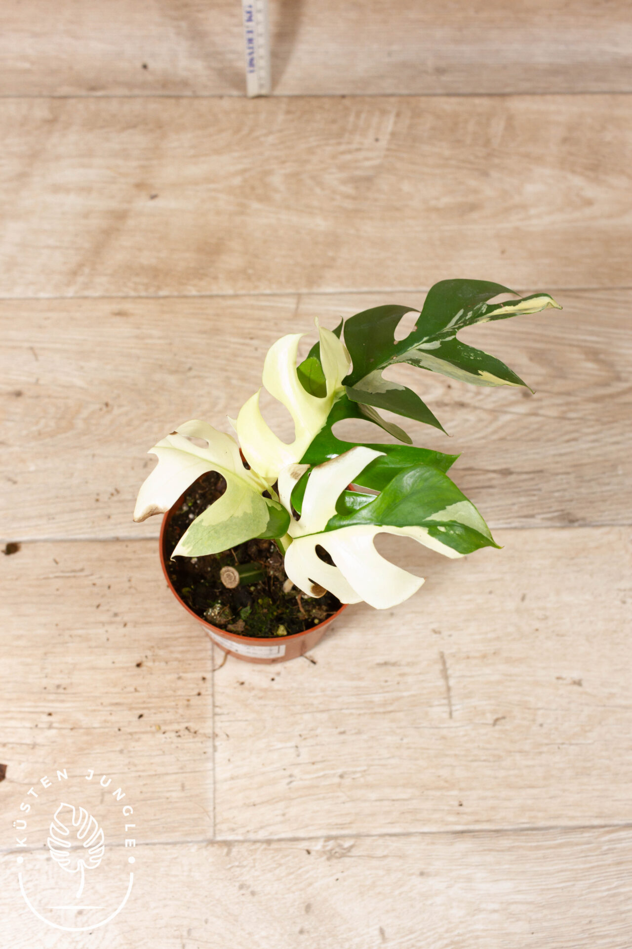 Rhaphidophora tetrasperma variegata 002 WYSIWYG