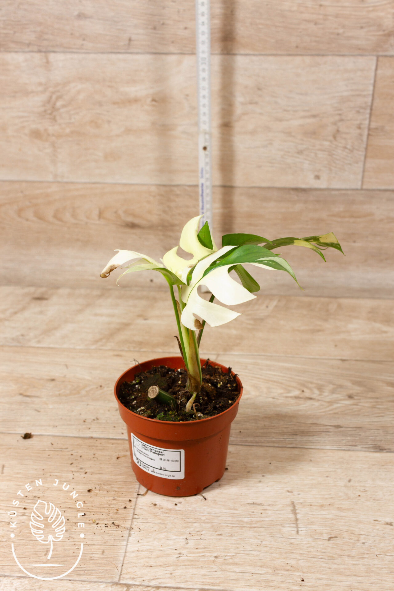 Rhaphidophora tetrasperma variegata 002 WYSIWYG – Bild 2