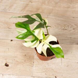 Rhaphidophora tetrasperma variegata 005 WYSIWYG