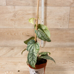 Piper sylvaticum Variegata 001 WYSIWYG