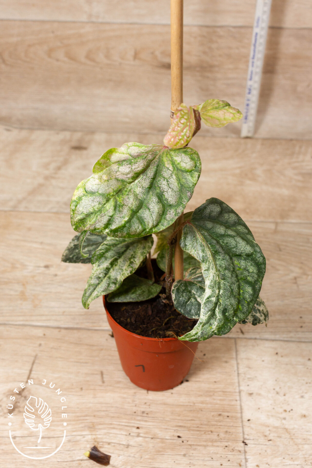 Piper sylvaticum Variegata 001 WYSIWYG – Bild 4