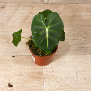 Alocasia meclizine 001A WYSIWYG