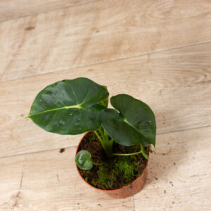 Alocasia meclizine 003A WYSIWYG