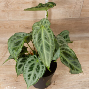 Anthurium Hybrid NOID 001 WYSIWYG