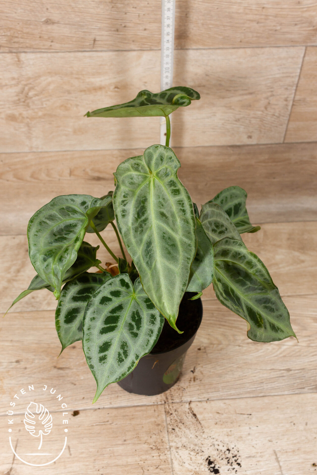 Anthurium Hybrid NOID 001 WYSIWYG