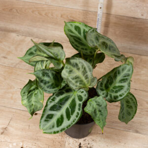 Anthurium Hybrid NOID 002 WYSIWYG
