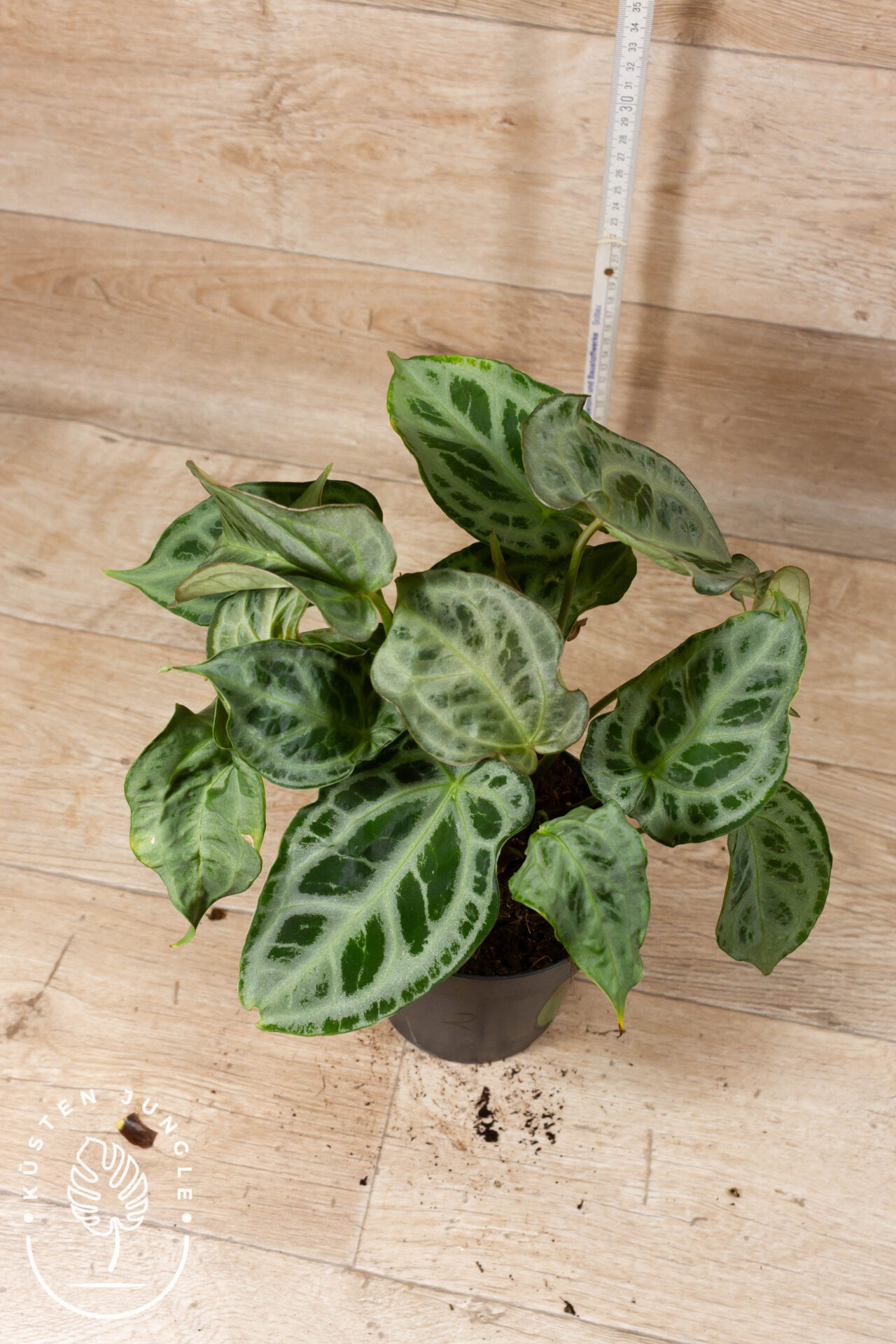 Anthurium Hybrid NOID 002 WYSIWYG