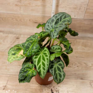 Anthurium Hybrid NOID 004 WYSIWYG