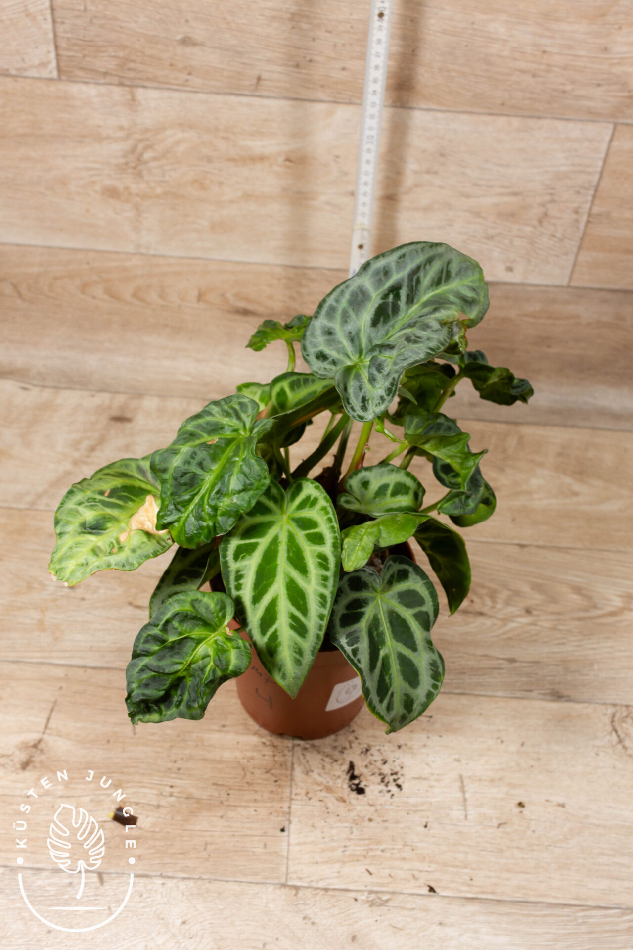 Anthurium Hybrid NOID 004 WYSIWYG