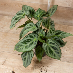 Anthurium Hybrid NOID 005 WYSIWYG