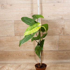 Syngonium batik variegata 001 WYSIWYG