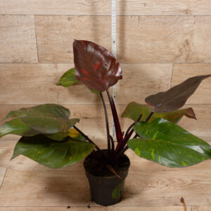 Philodendron orange princess 002 WYSIWYG
