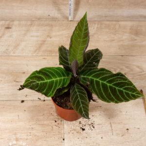 Labisia/Ardisia gigantifolia 002A WYSIWYG