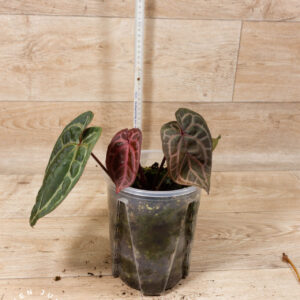 Anthurium Red Crystallinum NSE x Tezula 001 WYSIWYG