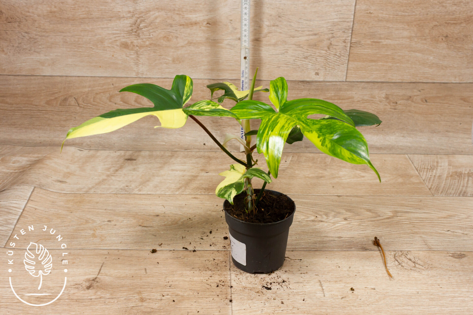 Philodendron florida beauty 001 WYSIWYG – Bild 2