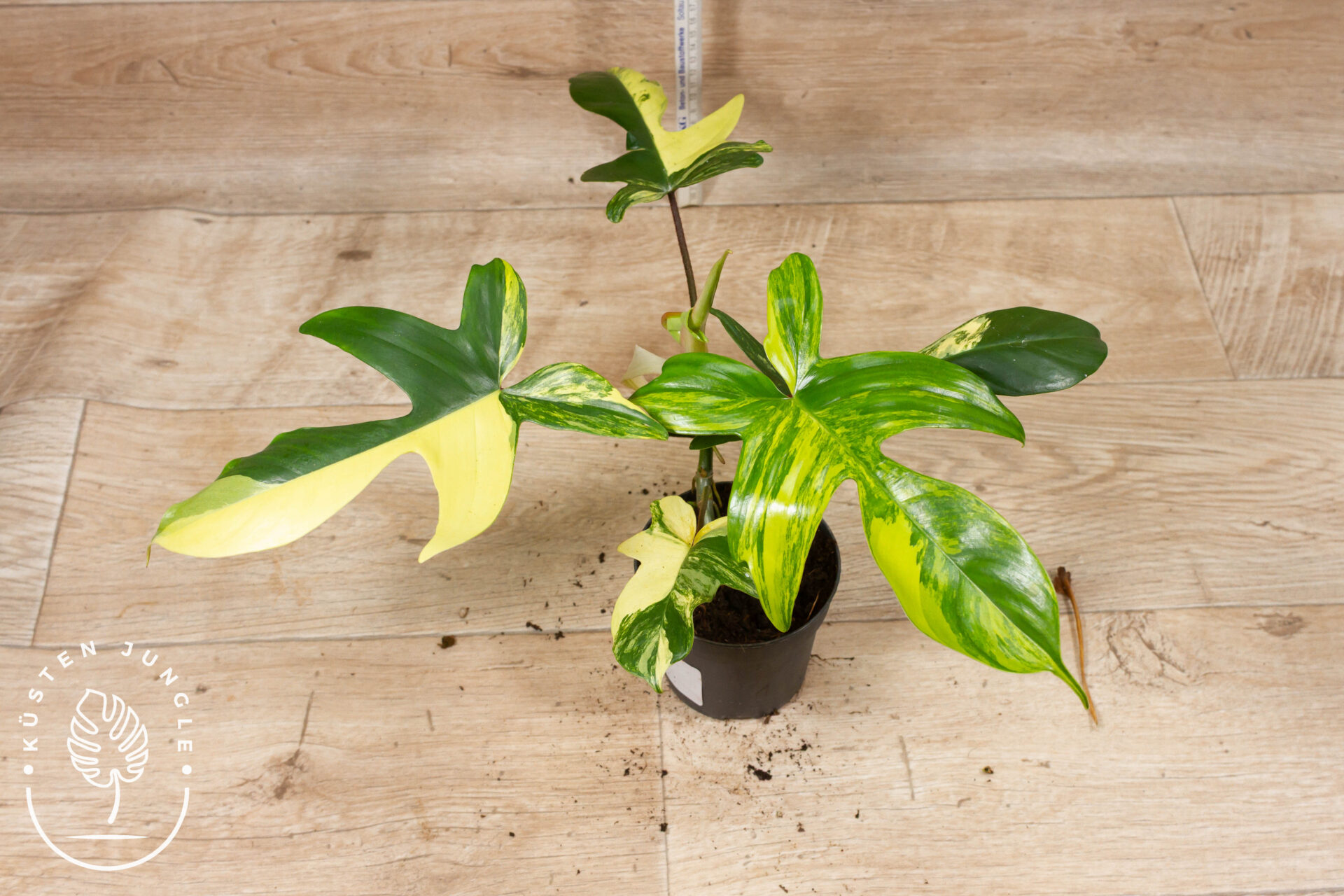 Philodendron florida beauty 001 WYSIWYG