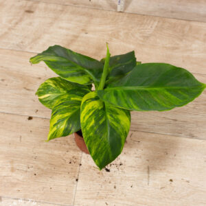 Musa aurea 002 WYSIWYG