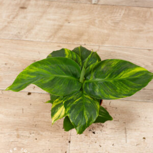 Musa aurea 003 WYSIWYG