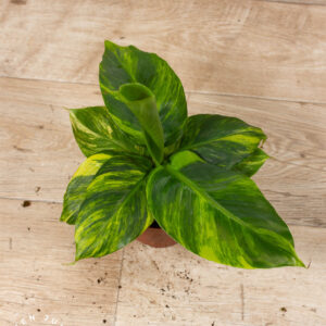 Musa aurea 005 WYSIWYG