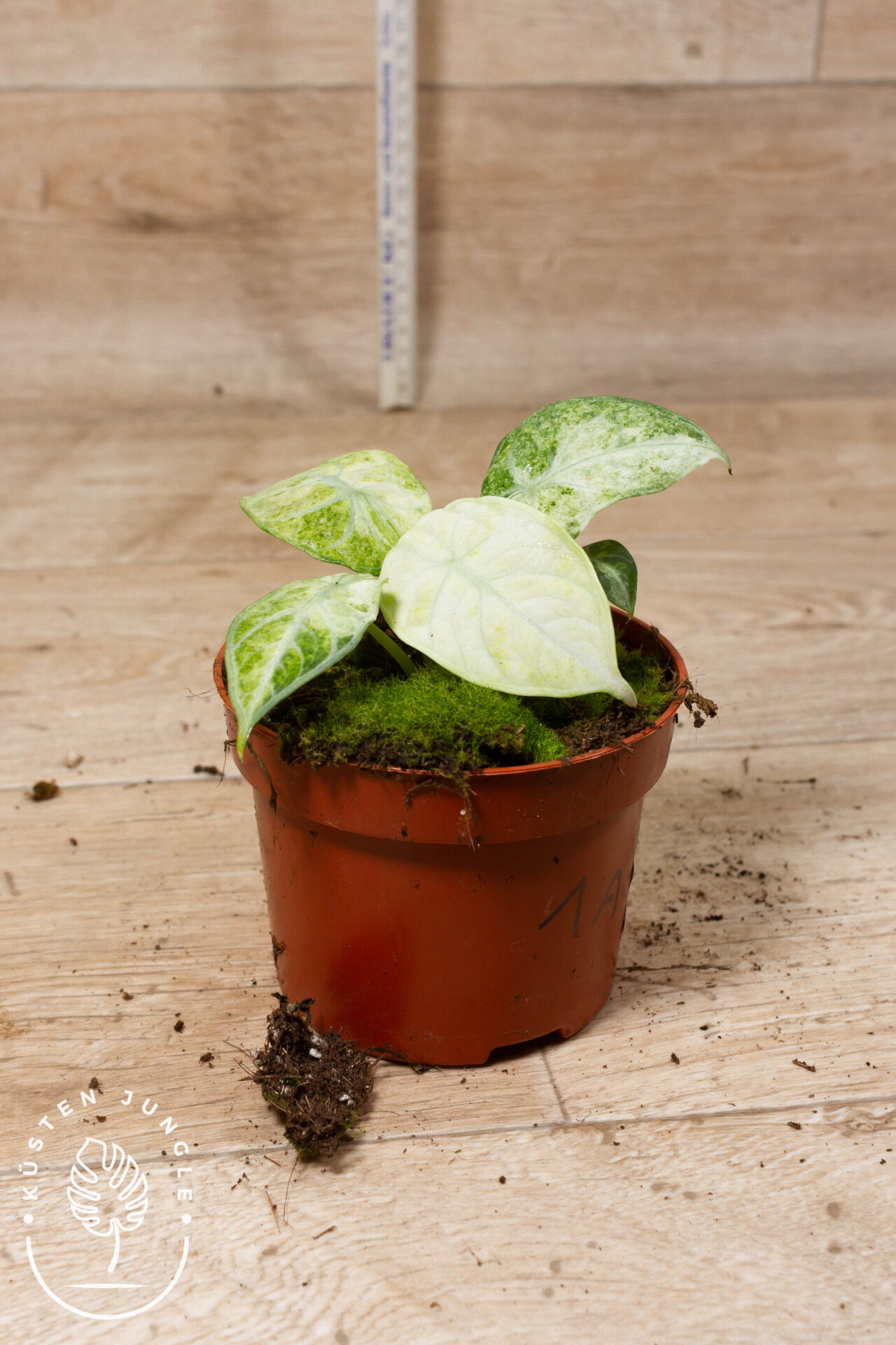 Alocasia ninja tricolor 001A WYSIWYG - Image 2