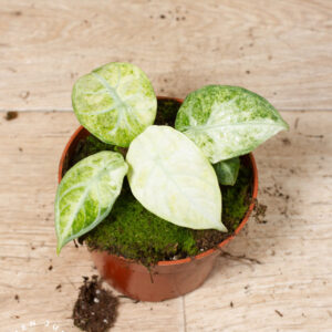 Alocasia ninja tricolor 001A WYSIWYG