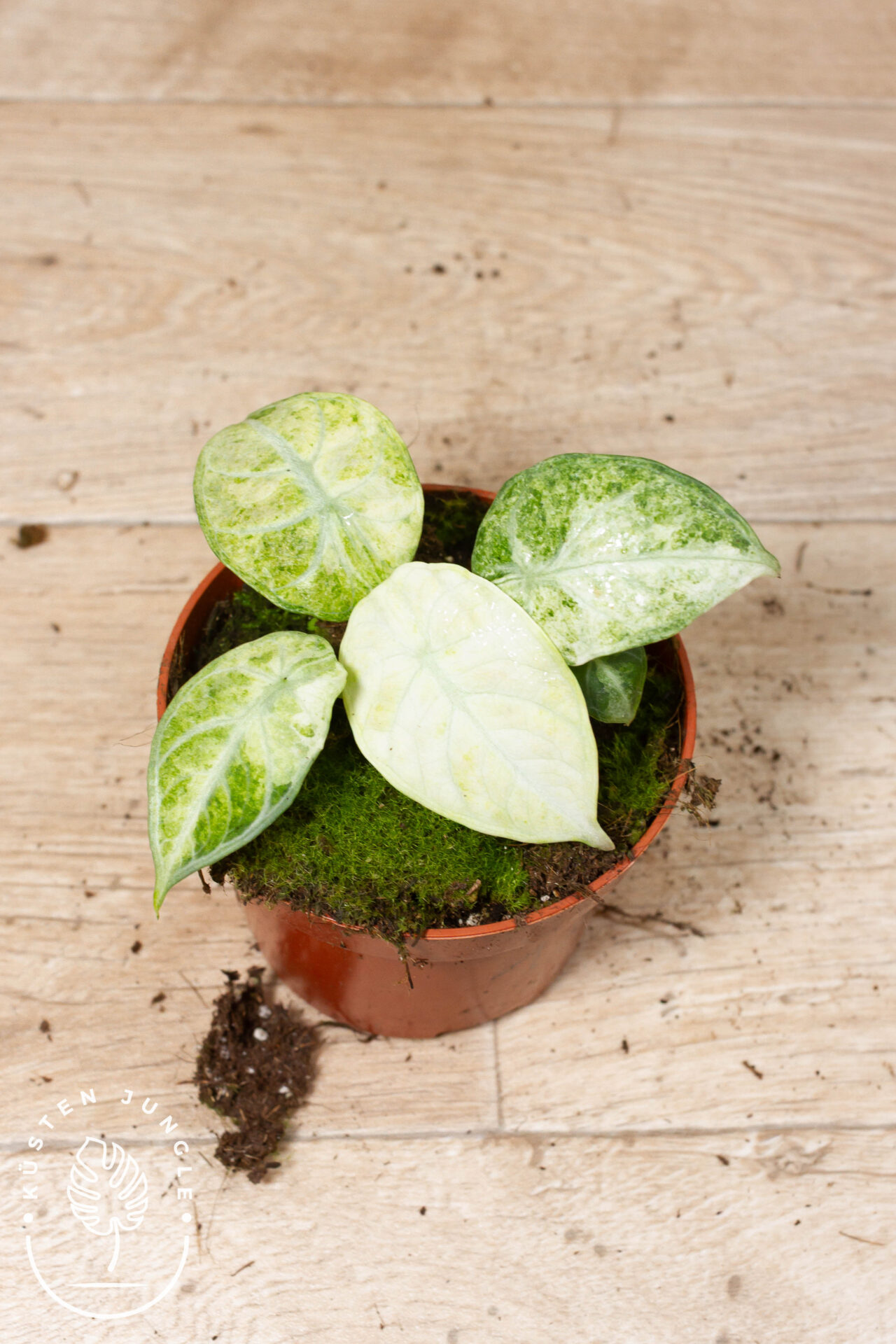 Alocasia ninja tricolor 001A WYSIWYG