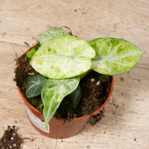 Alocasia ninja tricolor 002A WYSIWYG