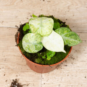 Alocasia ninja tricolor 003A WYSIWYG