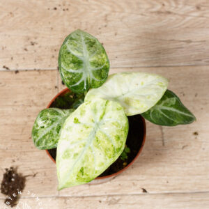 Alocasia Ninja Tricolor 001 WYSIWYG