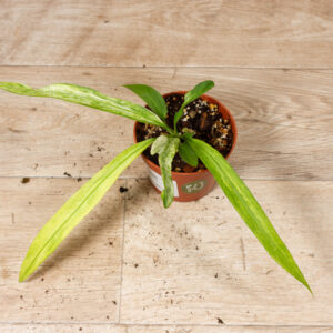 Anthurium vittarifolium Variegata 004 WYSIWYG