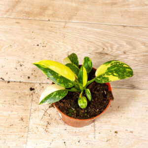 Philodendron green congo variegata 002 WYSIWYG