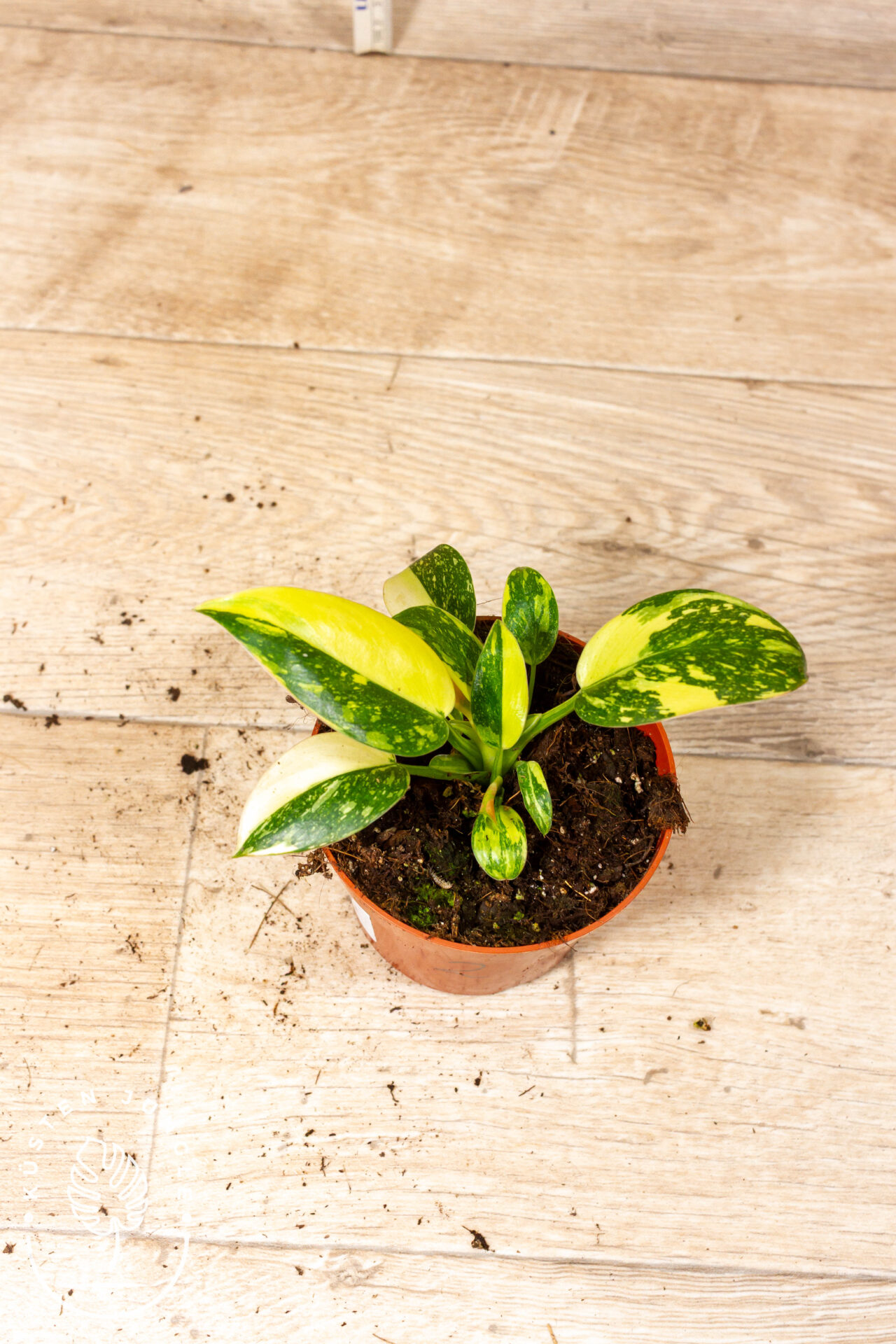 Philodendron green congo variegata 002 WYSIWYG