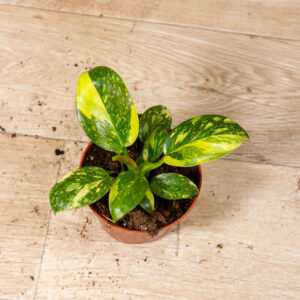 Philodendron green congo variegata 003 WYSIWYG