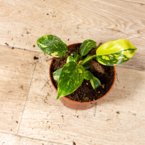 Philodendron green congo variegata 004 WYSIWYG