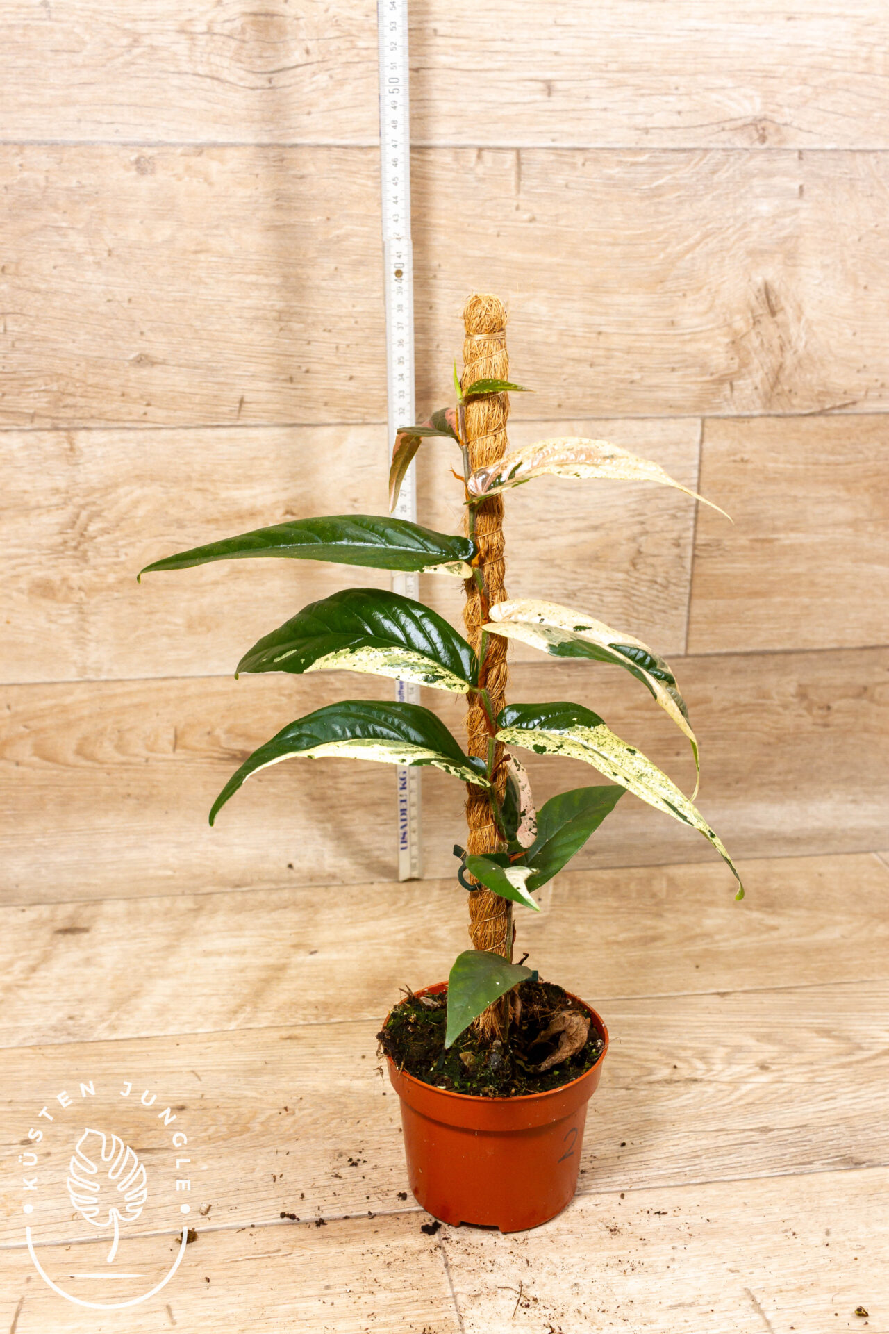 Ficus sagittata pink variegata 002 WYSIWYG – Bild 2