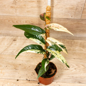 Ficus sagittata pink variegata 002 WYSIWYG