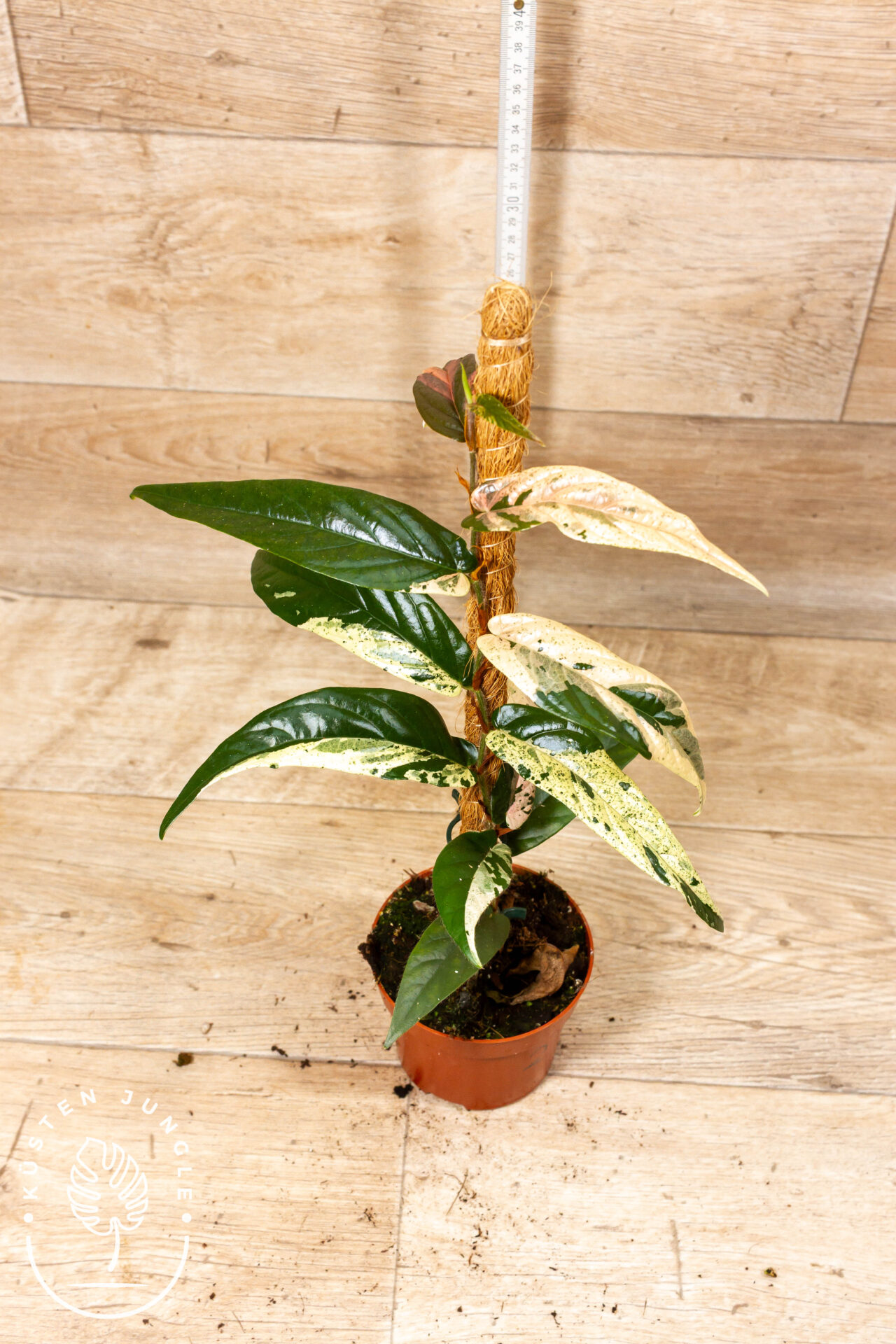 Ficus sagittata pink variegata 002 WYSIWYG