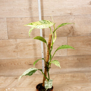 Rhaphidophora foraminifera marble 001 WYSIWYG