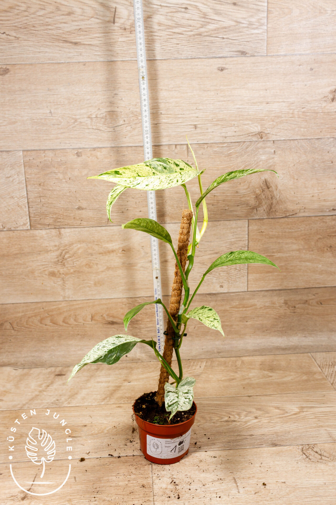 Rhaphidophora foraminifera marble 001 WYSIWYG