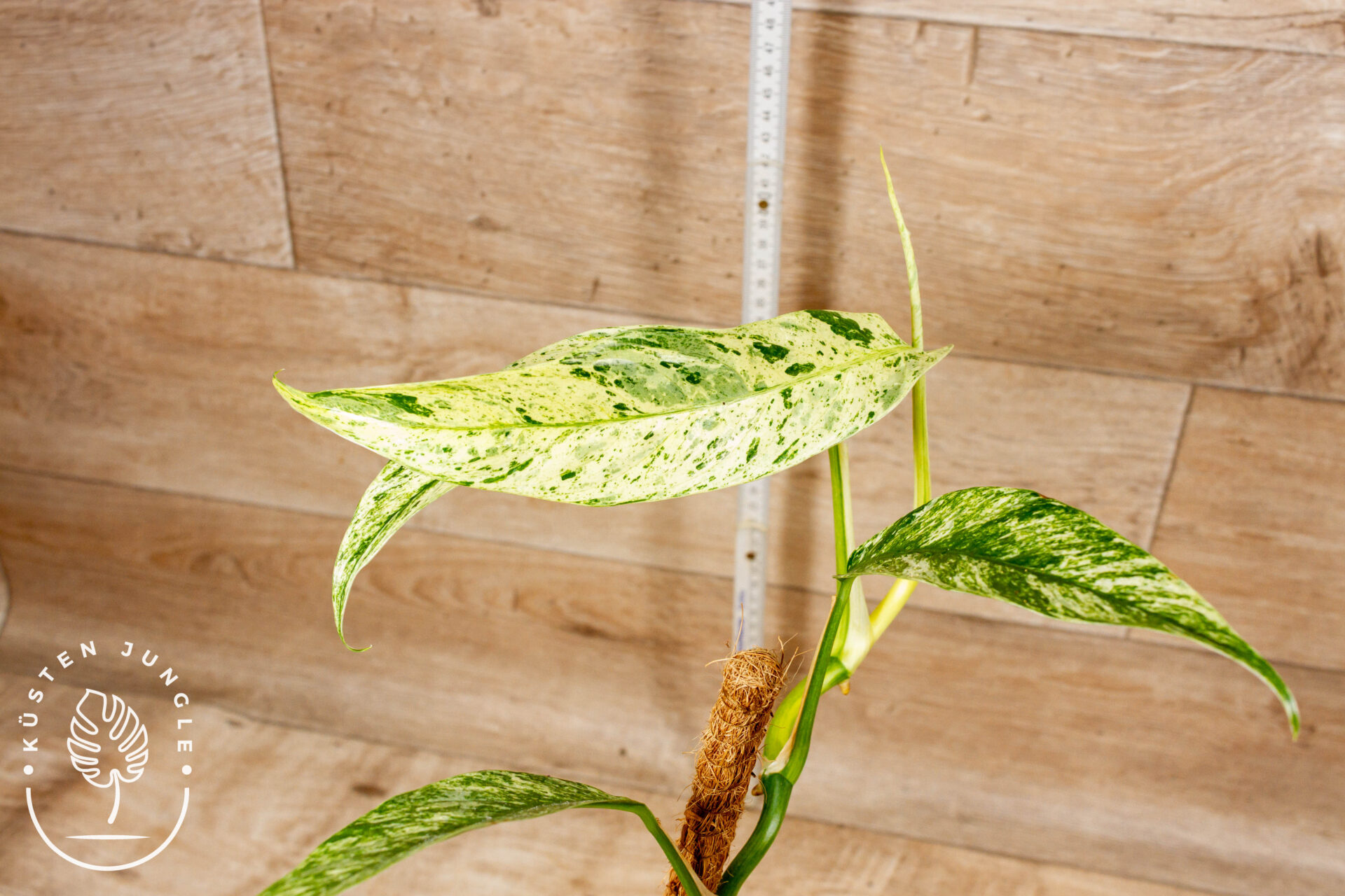 Rhaphidophora foraminifera marble 001 WYSIWYG – Bild 2