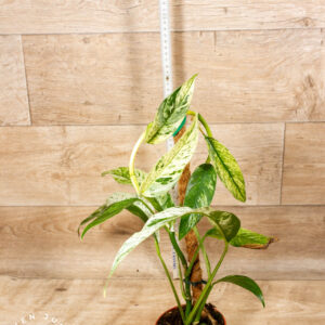 Rhaphidophora foraminifera marble 002 WYSIWYG