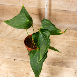 Anthurium delta force 001 WYSIWYG SAD