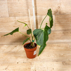 Anthurium delta force 002 WYSIWYG SAD